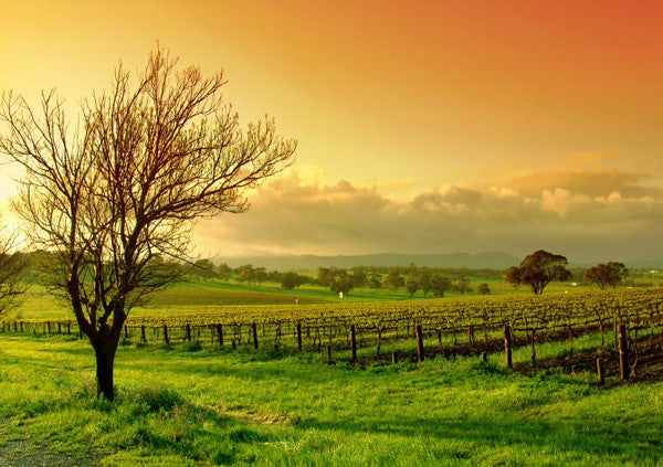 Barossa Valley - Where Wine Tastes Better